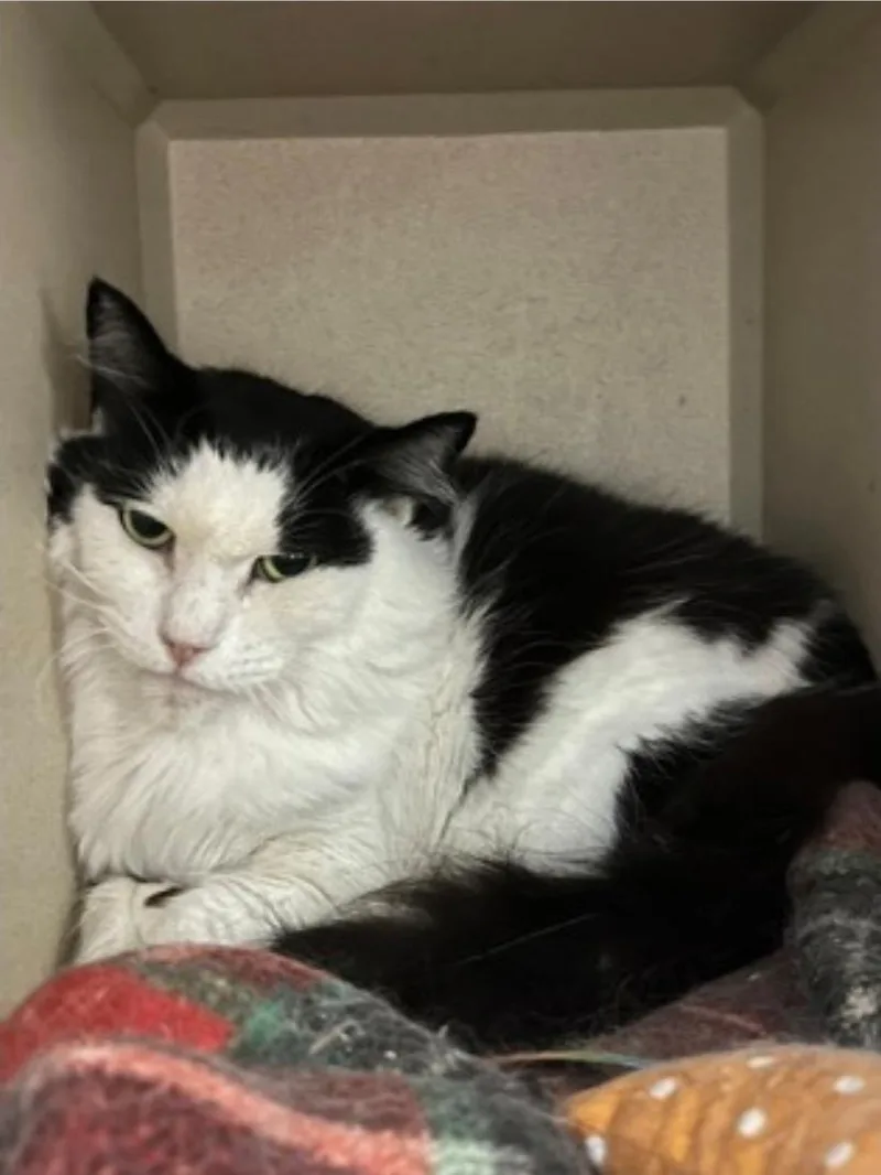 A senior medium-sized female Black & White / Tuxedo Domestic Medium Hair cat named Cookies for adoption in Winfield, KS