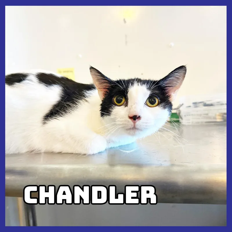 An adult medium-sized male White Domestic Short Hair cat named Chandler for adoption in Glenwood, MN
