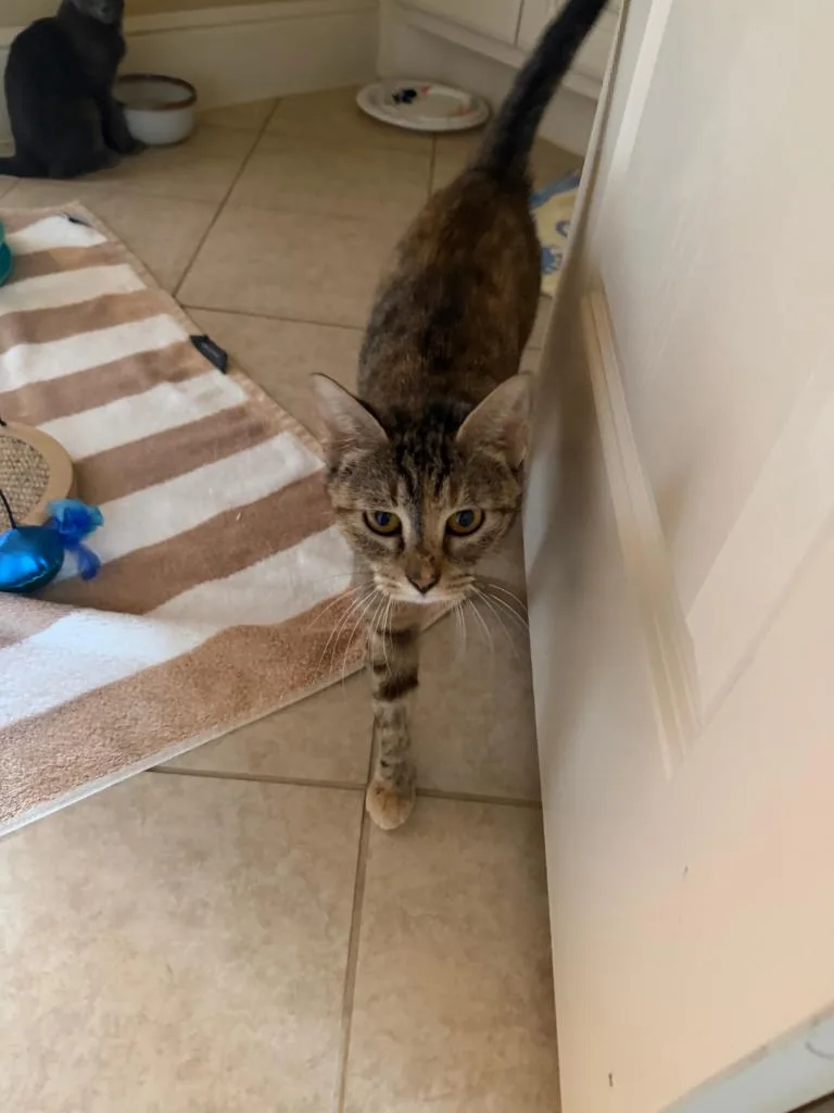 A young medium-sized female Domestic Short Hair cat named Cinderella for adoption in Magnolia, TX