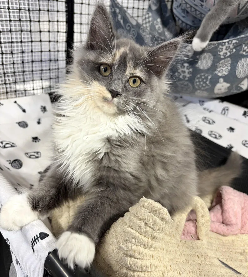 A baby medium-sized female Domestic Long Hair cat named Phoebe for adoption in Rootstown, OH