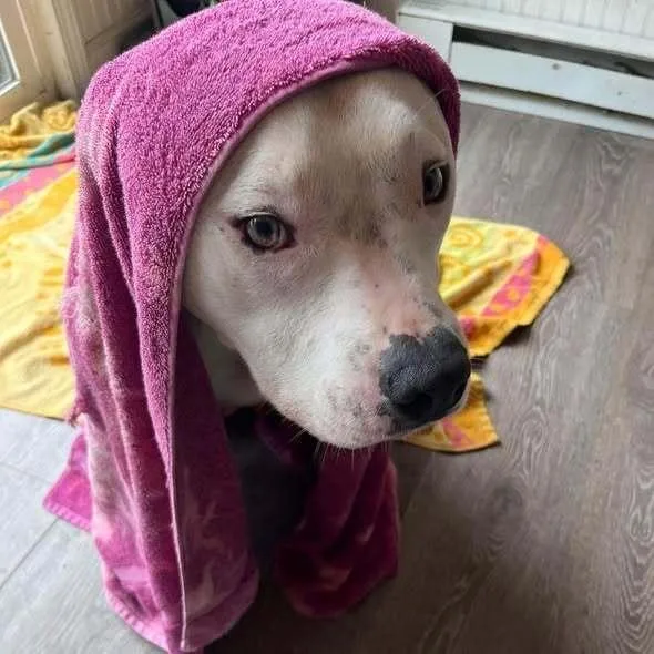 Vincent Aka Vinny thumbnail 2