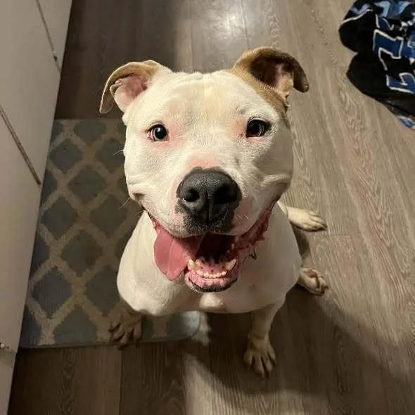 Vincent Aka Vinny thumbnail 3