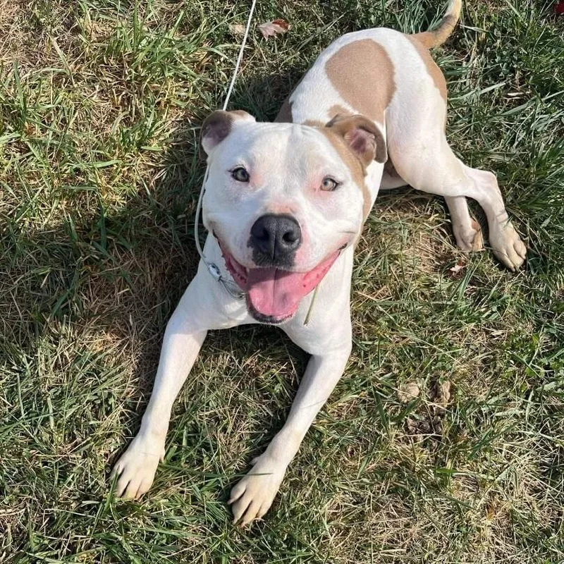 Vincent Aka Vinny thumbnail 4