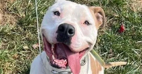 Vincent Aka Vinny thumbnail 5