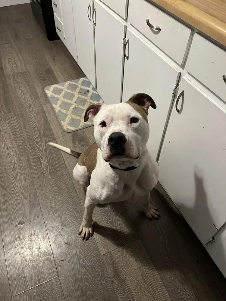 Vincent Aka Vinny thumbnail 6