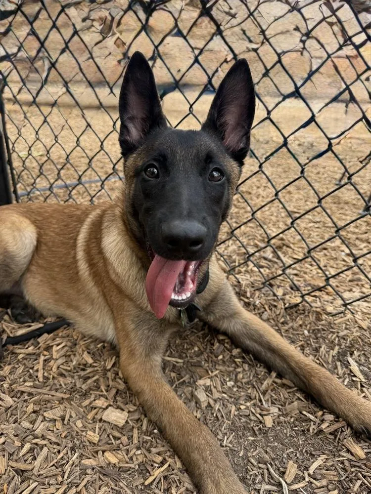 Merlin  Located In thumbnail 2