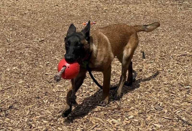 Merlin  Located In thumbnail 3