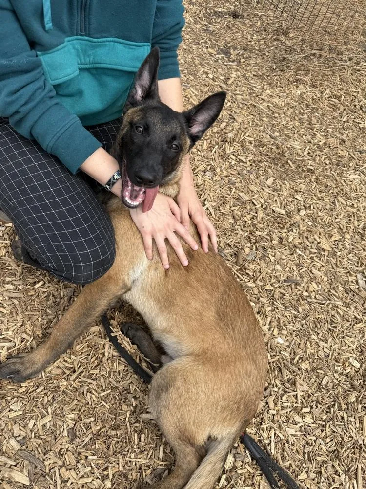 Merlin  Located In thumbnail 4