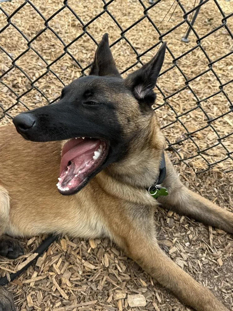 Merlin  Located In thumbnail 5