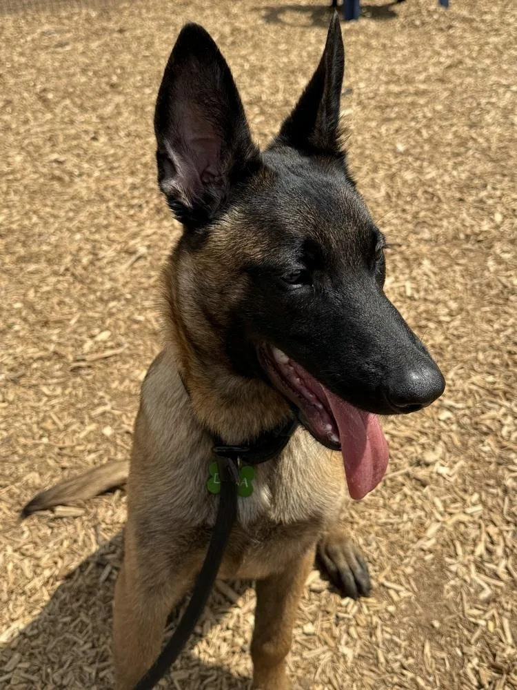 Merlin  Located In thumbnail 6