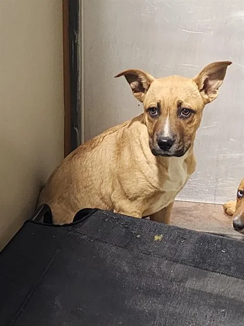 Simon  Urgent! Longtime