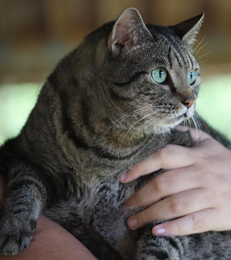 A senior large-sized female Domestic Short Hair cat named Cleo for adoption in North Fort Myers, FL