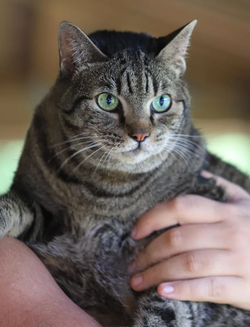 Cleo thumbnail 2