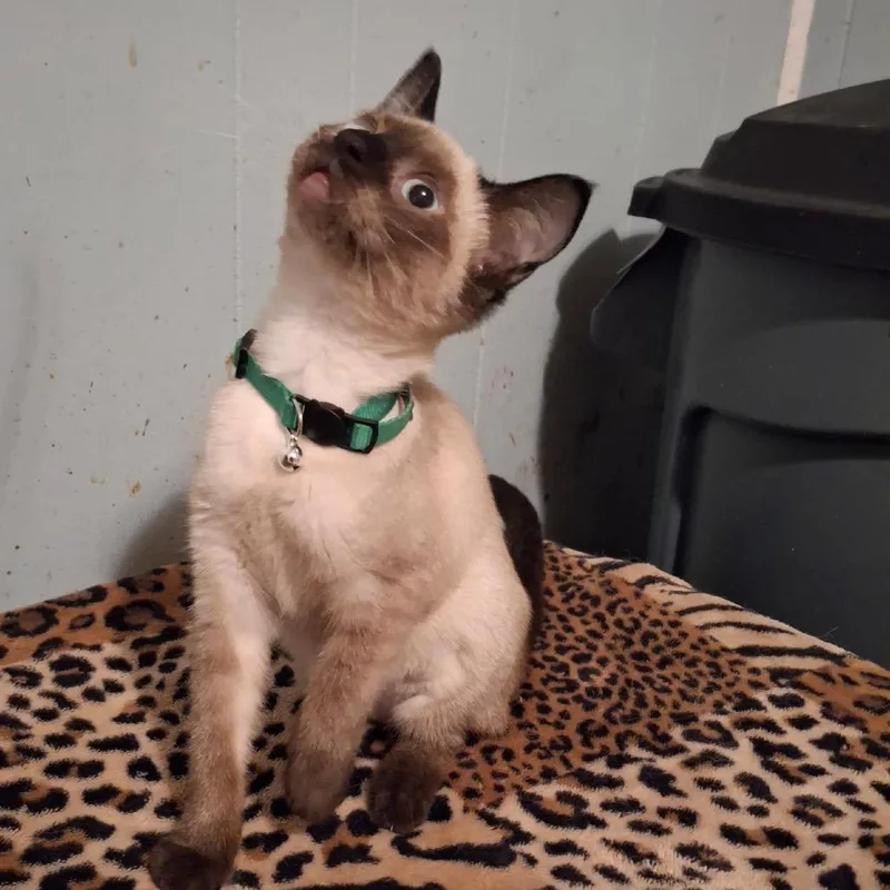 A baby small-sized female Seal Point Siamese cat named Mochi Macon for adoption in Columbia, MO