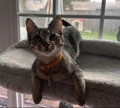 A baby small-sized female Tabby (Gray / Blue / Silver) Domestic Short Hair cat named Nimbus for adoption in Liverpool, TX
