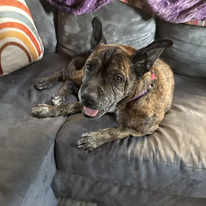 A senior medium-sized female Brindle Shar-Pei dog named Nonna for adoption in San Diego, CA