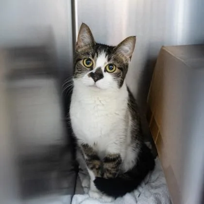 An adult small-sized female Brown / Chocolate Domestic Short Hair cat named Nuri for adoption in Atlanta, GA