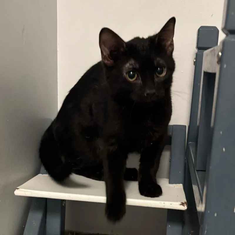 A baby medium-sized male Black Domestic Short Hair cat named Bramburgh for adoption in South Elgin, IL