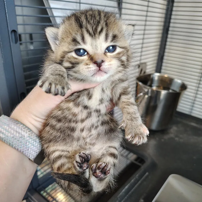 Wisteria thumbnail 2