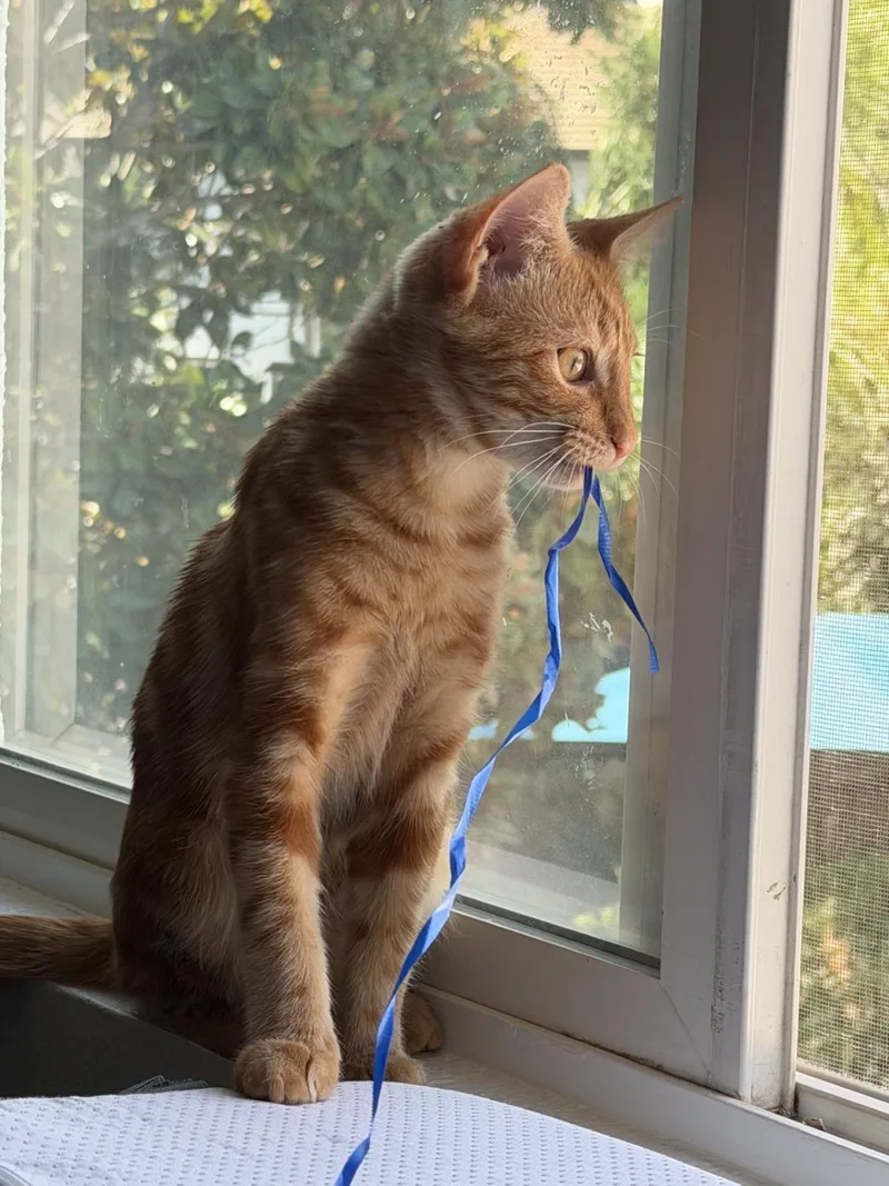 A baby medium-sized female Domestic Short Hair cat named Tumbleweed for adoption in Lincoln, CA
