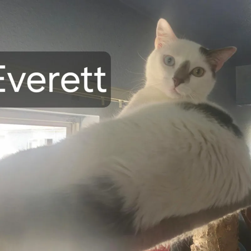 Everett