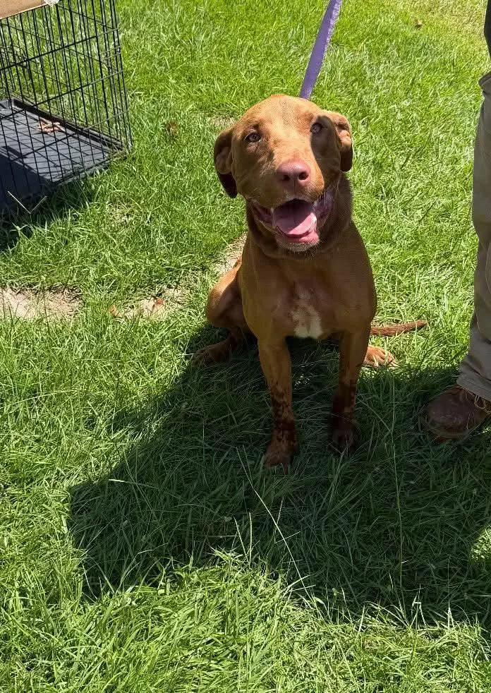 A young medium-sized female Pit Bull Terrier dog named Brownie for adoption in Ozark, AL
