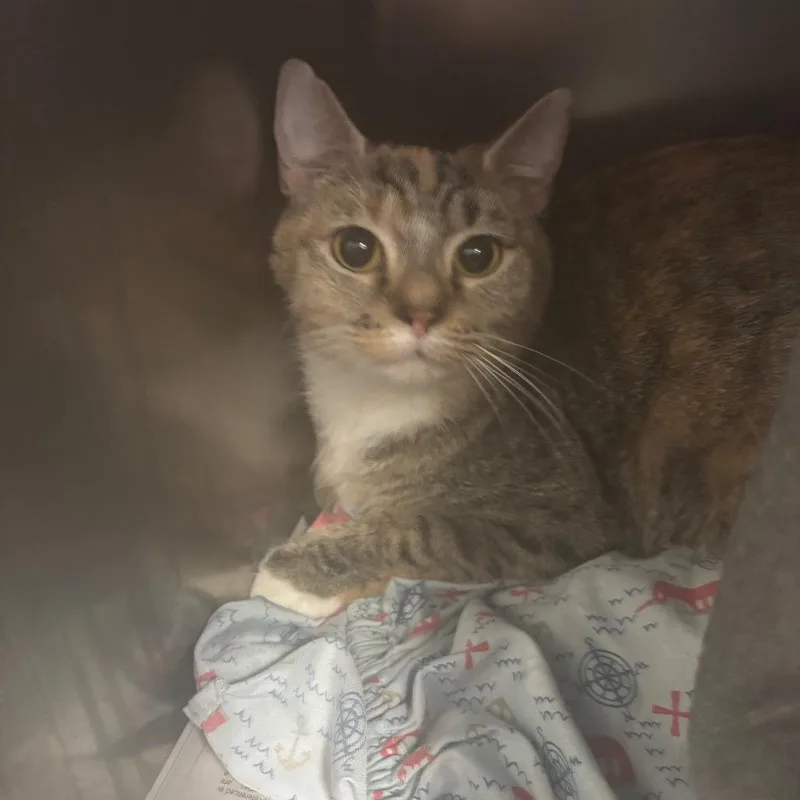 An adult medium-sized female Calico Domestic Short Hair cat named Mango for adoption in Charleston, WV