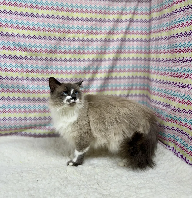 An adult large-sized female Gray / Blue / Silver Domestic Long Hair cat named Frosty for adoption in Upper Sandusky, OH
