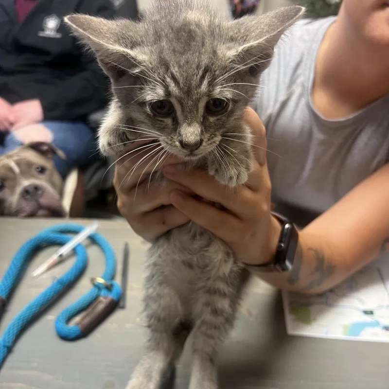 A baby small-sized female Gray / Blue / Silver Domestic Short Hair cat named Mrs. Puddles for adoption in Chattanooga, TN