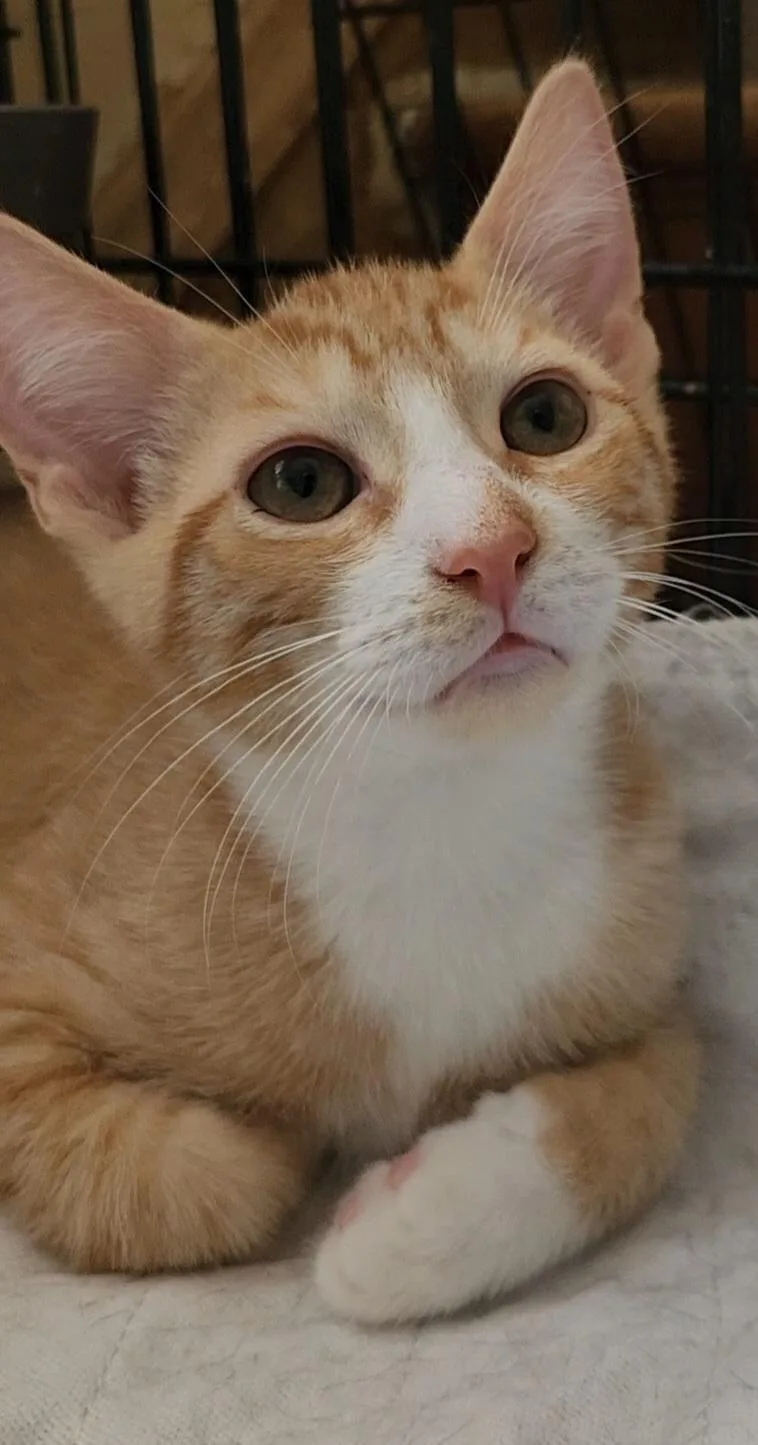 Michelangelo thumbnail 2