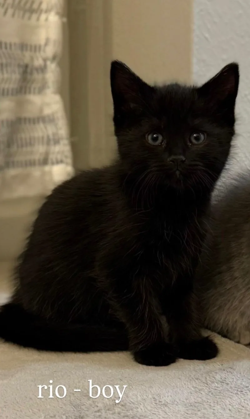 A baby small-sized male Domestic Short Hair cat named Rio for adoption in Canton, CT