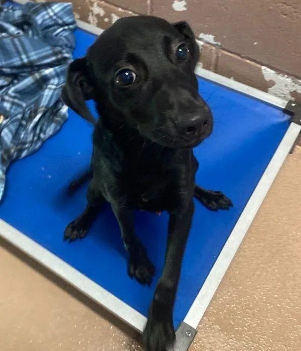 A baby large-sized male Labrador Retriever dog named Dr. FrankNFurter for adoption in Stratham, NH