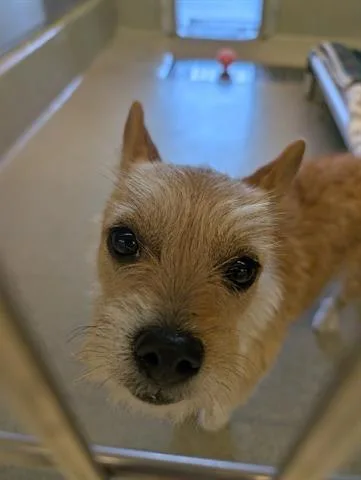 A young small-sized female Terrier dog named Truffles for adoption in San Martin, CA