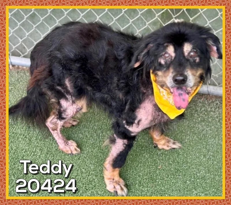 Teddy thumbnail 3