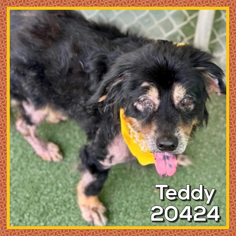 Teddy thumbnail 5