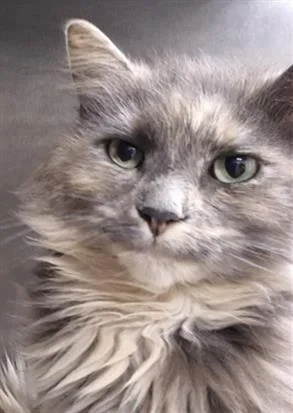 An adult large-sized female Domestic Long Hair cat named Salty for adoption in Hagerstown, MD