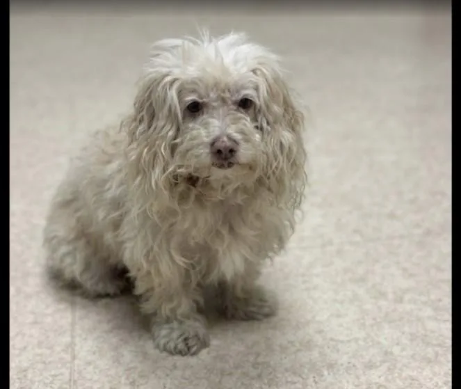 A senior medium-sized male Poodle dog named Jasper for adoption in San Pedro, CA