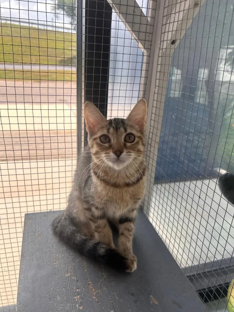 A baby medium-sized male Domestic Short Hair cat named Castiel for adoption in Belton, TX