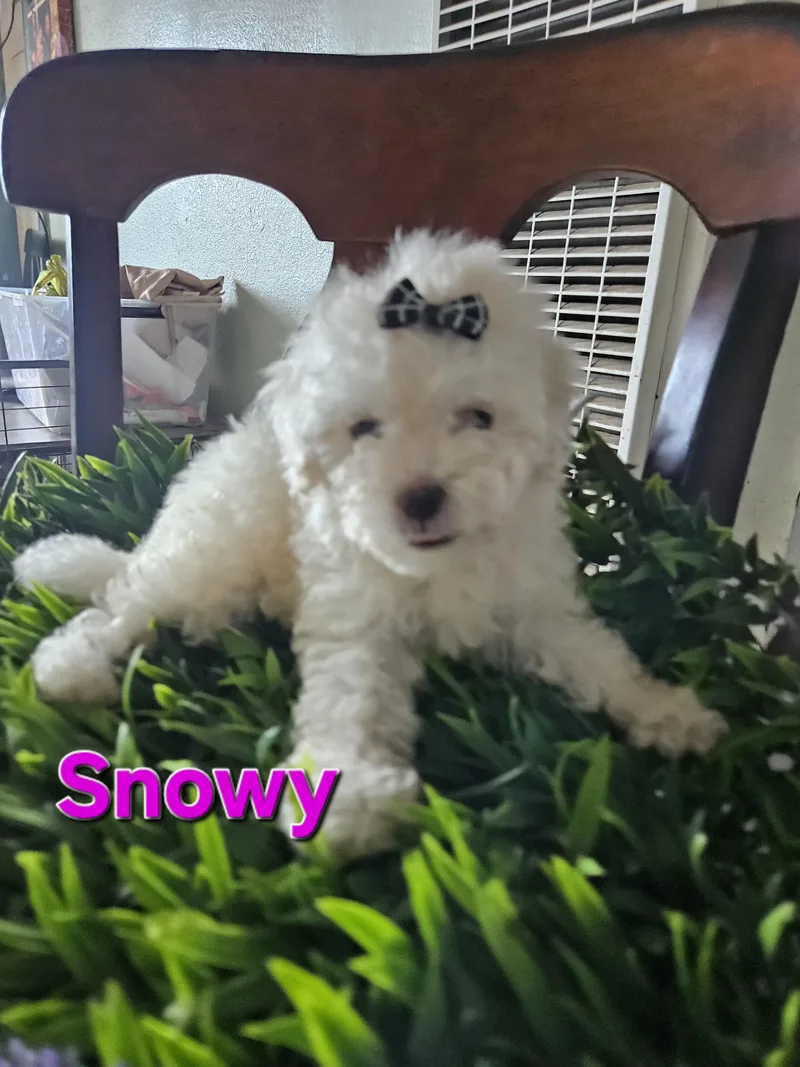 Snowy thumbnail 4