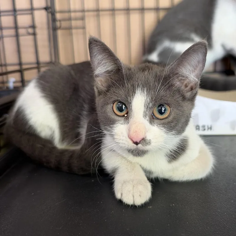 A baby small-sized male Gray / Blue / Silver Domestic Short Hair cat named Peter for adoption in Long Beach, CA