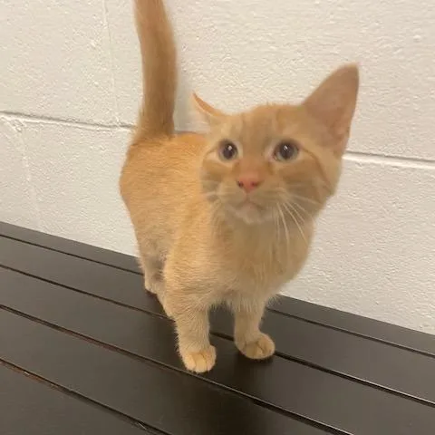 A baby small-sized male Orange / Red Domestic Short Hair cat named Cheeto for adoption in Dayton, OH