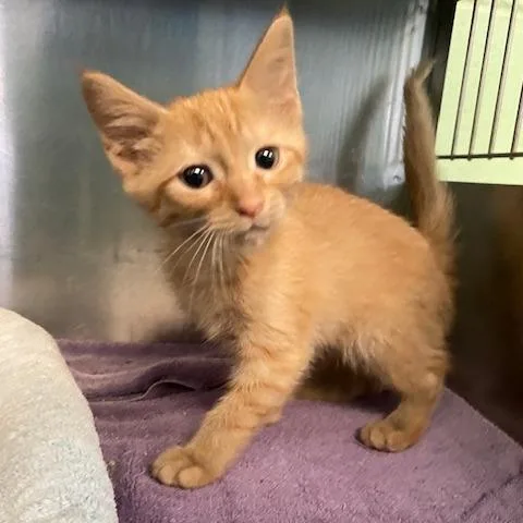 Cheeto thumbnail 2