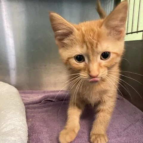 Cheeto thumbnail 3