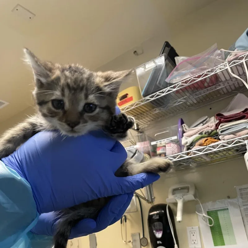A baby small-sized male Brown / Chocolate Domestic Short Hair cat named Apple for adoption in Pasadena, CA