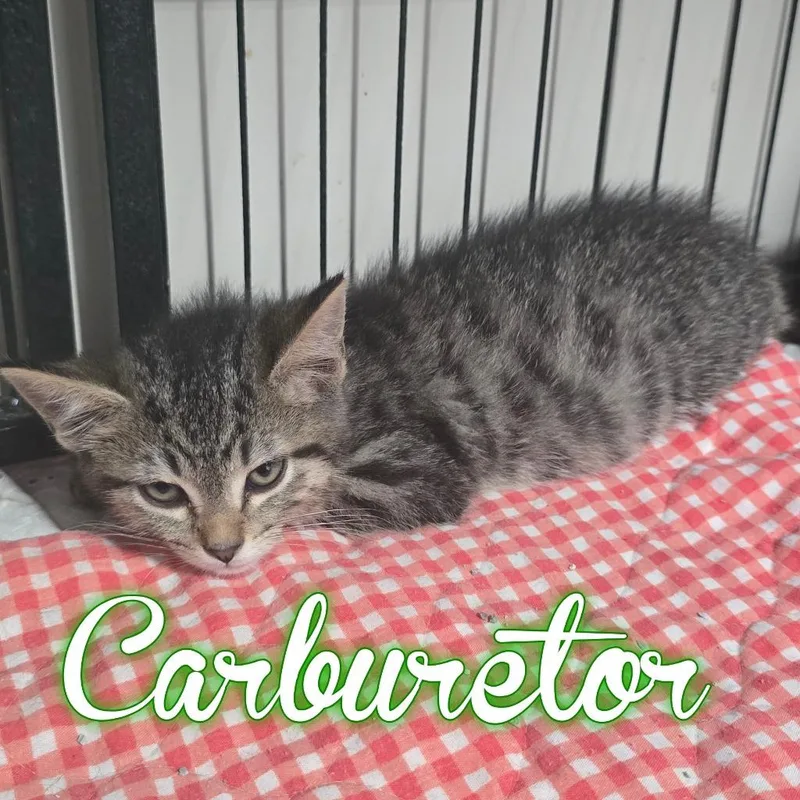 A baby small-sized male Domestic Short Hair cat named Carburetor for adoption in Hillsboro, OH