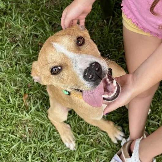 A young medium-sized male Yellow / Tan / Blond / Fawn Carolina Dog dog named Dewey for adoption in Columbia, SC