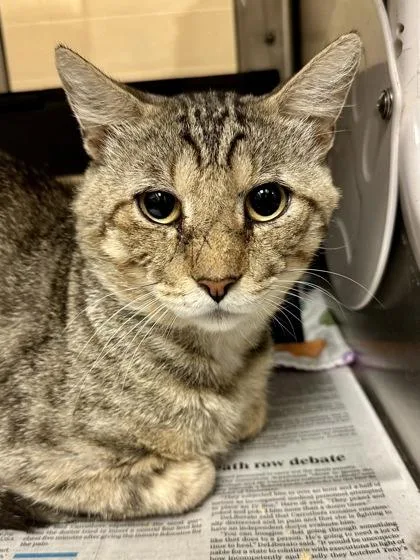 An adult medium-sized male Buff / Tan / Fawn Domestic Short Hair cat named Tangerine for adoption in Wichita, KS