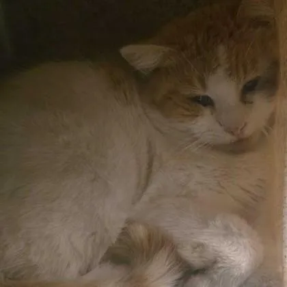 Creamsicle thumbnail 2