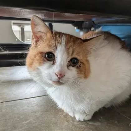 An adult medium-sized male Orange & White Domestic Short Hair cat named Creamsicle for adoption in Dubuque, IA