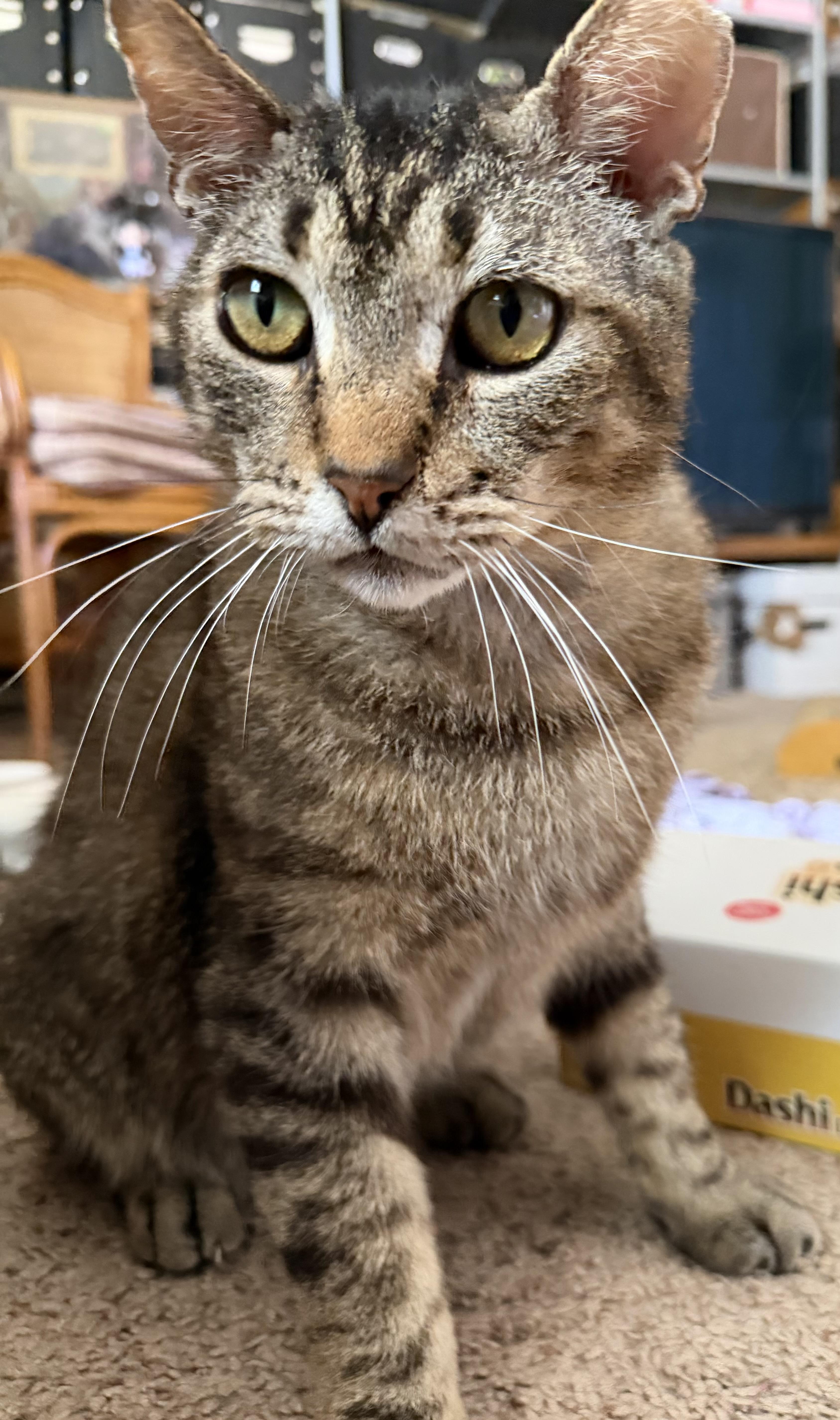 An adult medium-sized male Tabby cat named Bubba for adoption in Los Altos Hills, CA